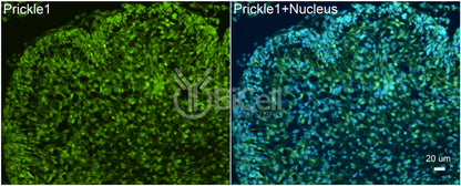 PRICKLE1 (RILP) Antibody