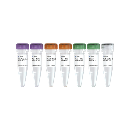 Ribo-clean rRNA Depletion Kit Mega (P/B)