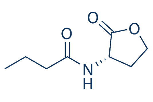 N-Butanoyl-L-homoserine lactone