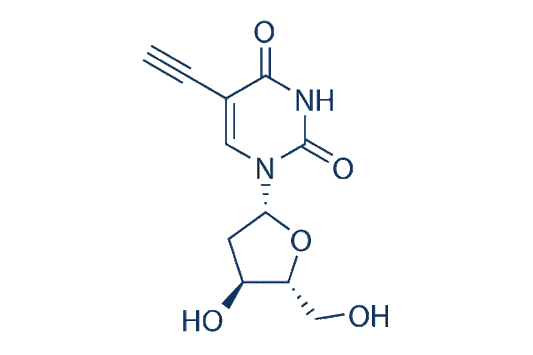 5-Ethynyl-2'-deoxyuridine (EdU)