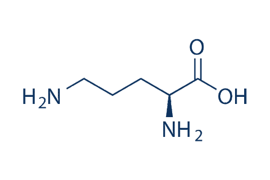 L-Ornithine
