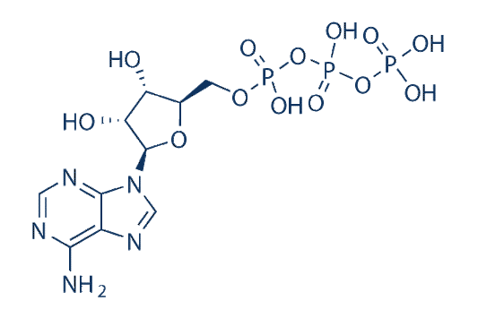ATP (Adenosine 5'-triphosphate)