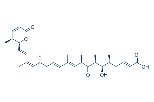 Leptomycin B (LMB)