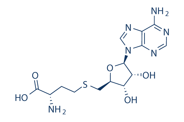 S-Adenosyl-L-Homocysteine (SAH)