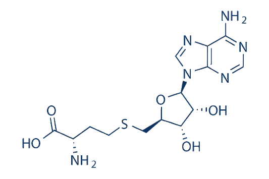 S-Adenosyl-L-Homocysteine (SAH)