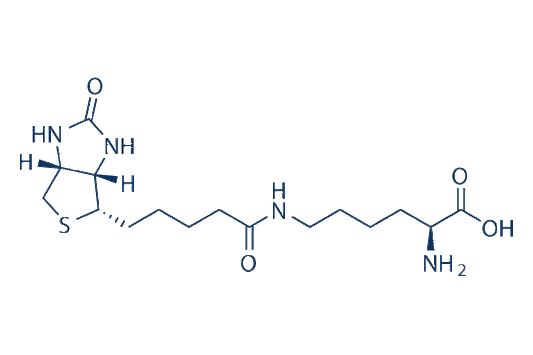Biocytin