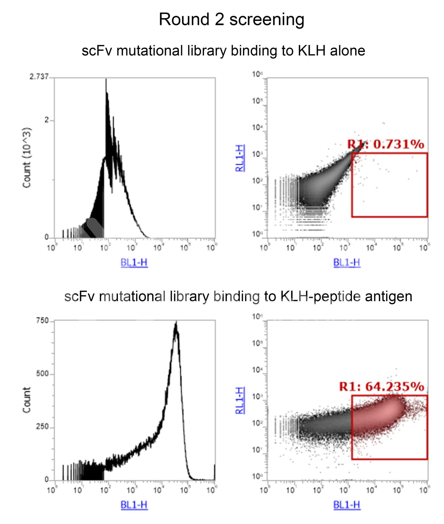 Affinity Maturation or Degeneration for Custom Antibody