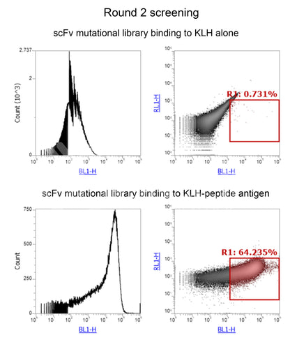 Affinity Maturation or Degeneration for Custom Antibody