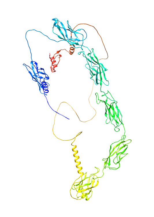 Desmocollin-2 (DSC2) (Extracellular) (Human) Antibody - Western Blot Validated