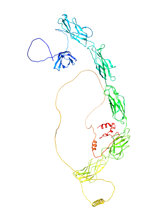 Desmocollin-3 (DSC3) (Extracellular) (Human) Antibody