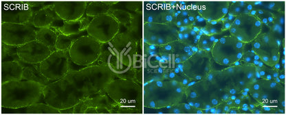SCRIB (Scribble or SCRIBL) Antibody