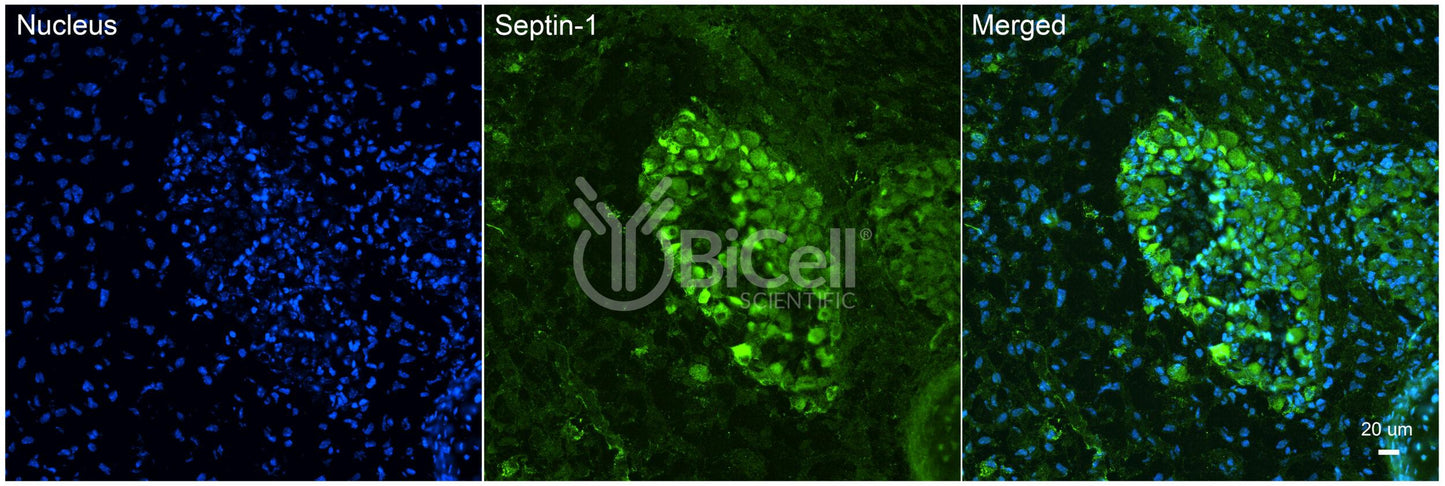 SEPTIN1 (SEPT1) Antibody - Western Blot Validated