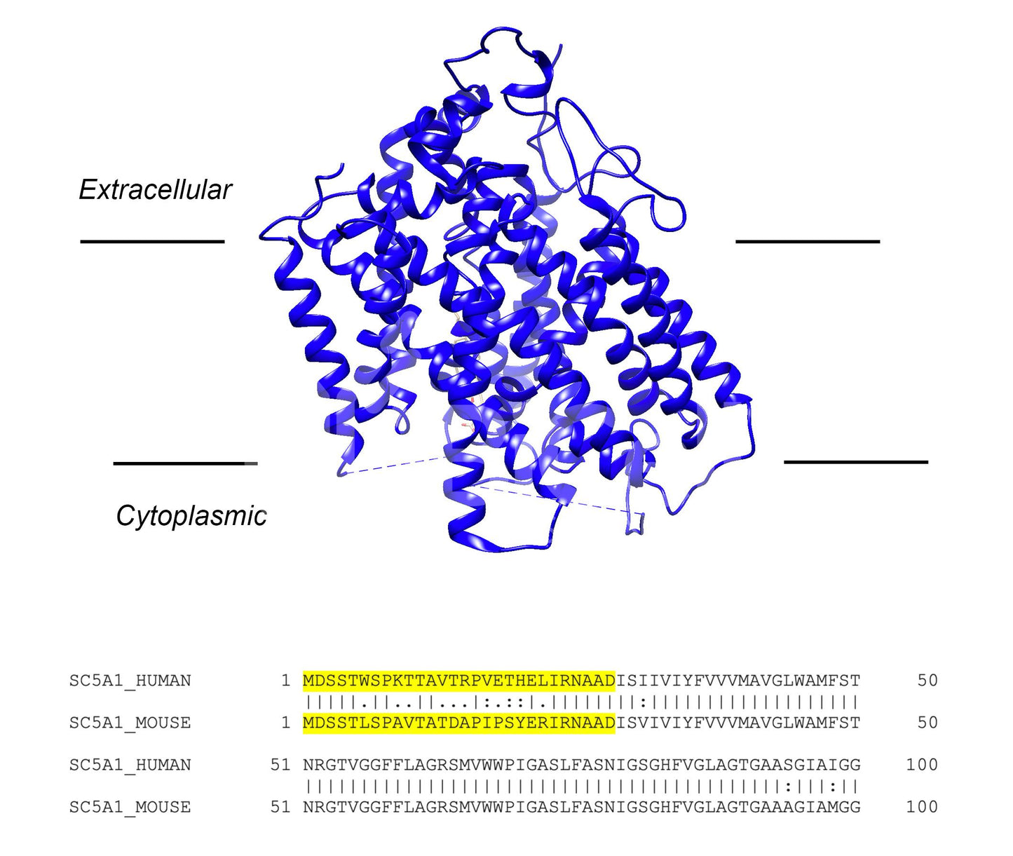 SGLT1 (Slc5a1) (Human) Antibody - FFPE Validated