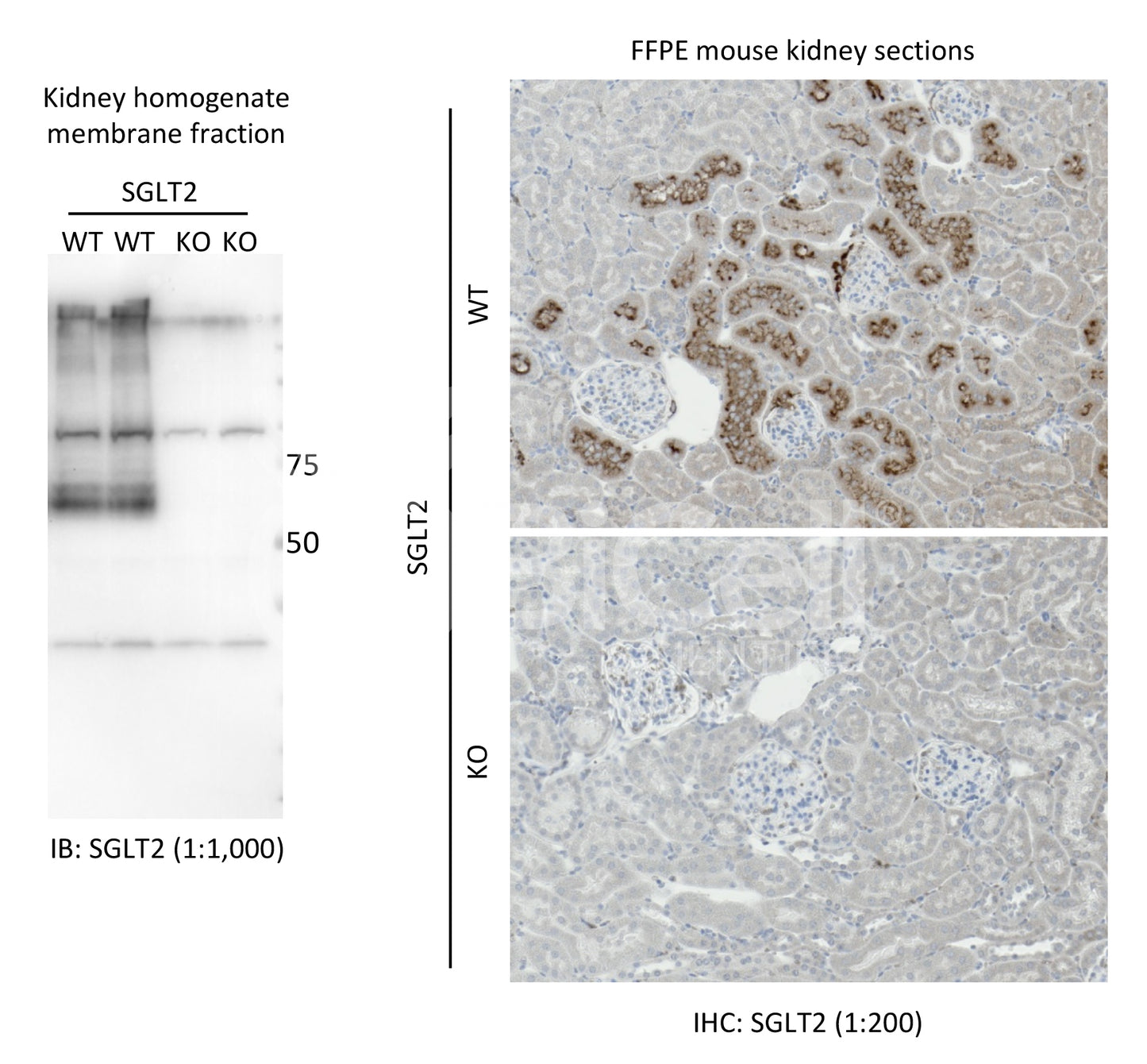 SGLT2 (Slc5a2) Antibody - Western Blot Validated