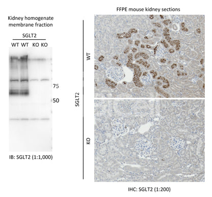 SGLT2 (Slc5a2) Antibody