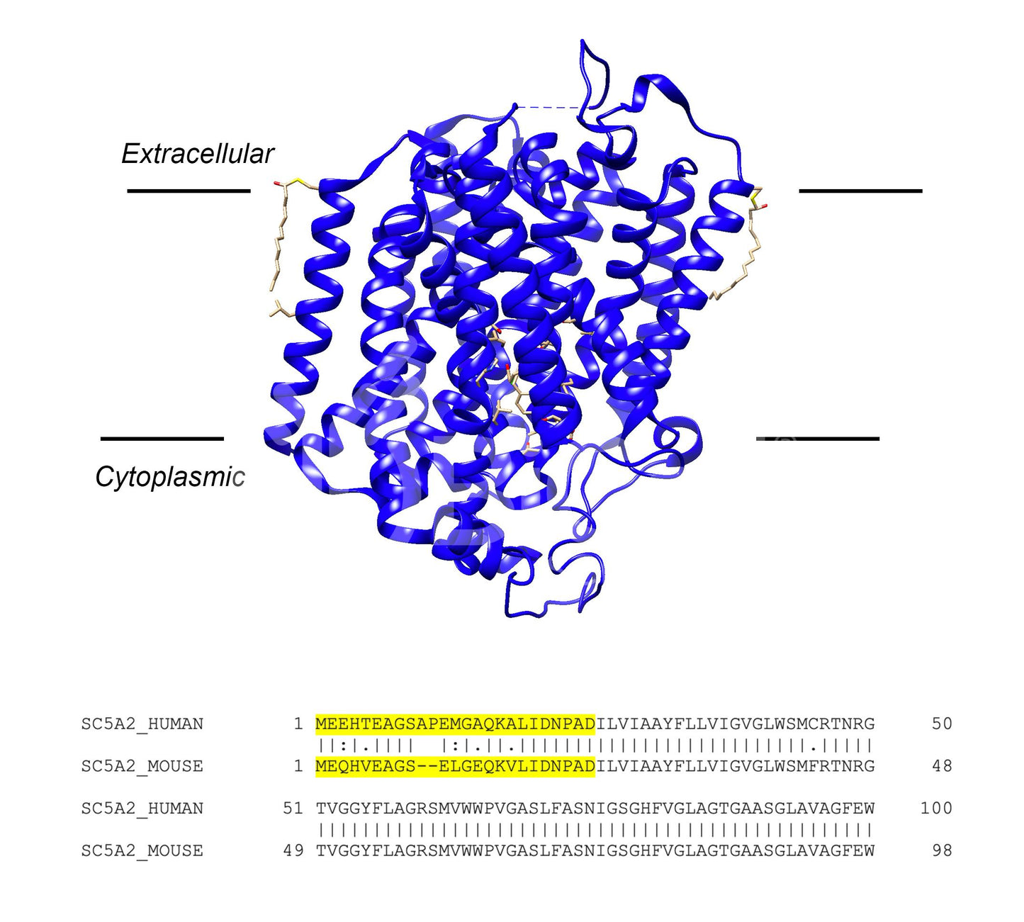 SGLT2 (Slc5a2) (Human) Antibody - Western Blot Validated