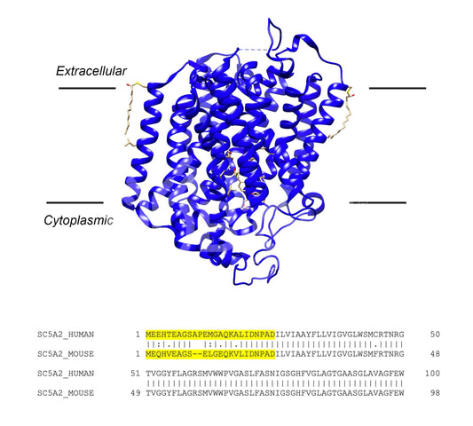 SGLT2 (Slc5a2) (Human) Antibody