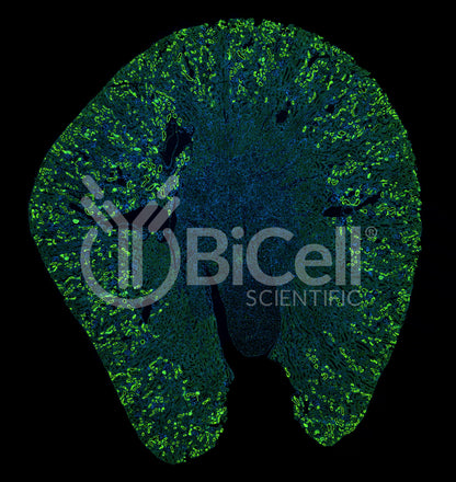 SGLT2 (Slc5a2) Antibody - Western Blot Validated