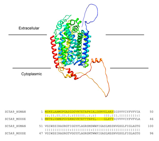 SGLT4 (Slc5a9) (Human) Antibody - Western Blot Validated