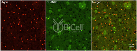 SHANK3 Antibody