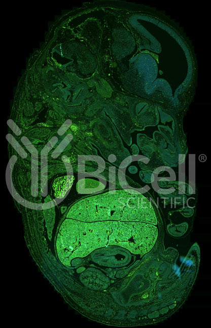 MAPKAP1 (SIN1) Antibody