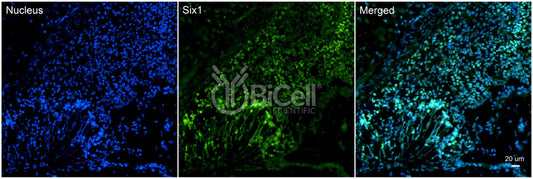 SIX1 (DFNA23) Antibody