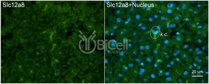 SLC12A8 (CCC9) Antibody