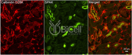 STK39 (SPAK) Antibody - Western Blot Validated