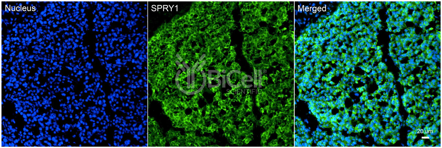 SPRY1 Antibody
