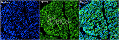 SPRY1 Antibody