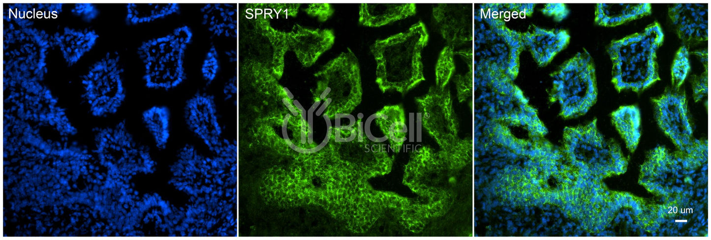 SPRY1 Antibody