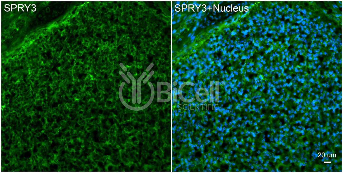 SPRY3 Antibody - Western Blot Validated