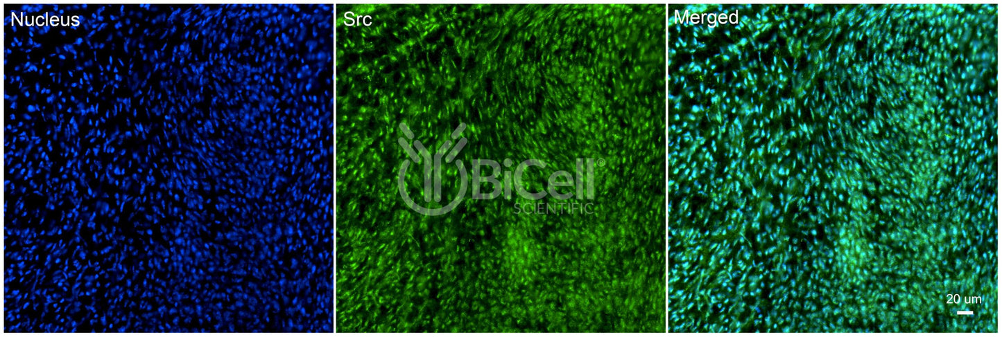 SRC Antibody - FFPE Validated