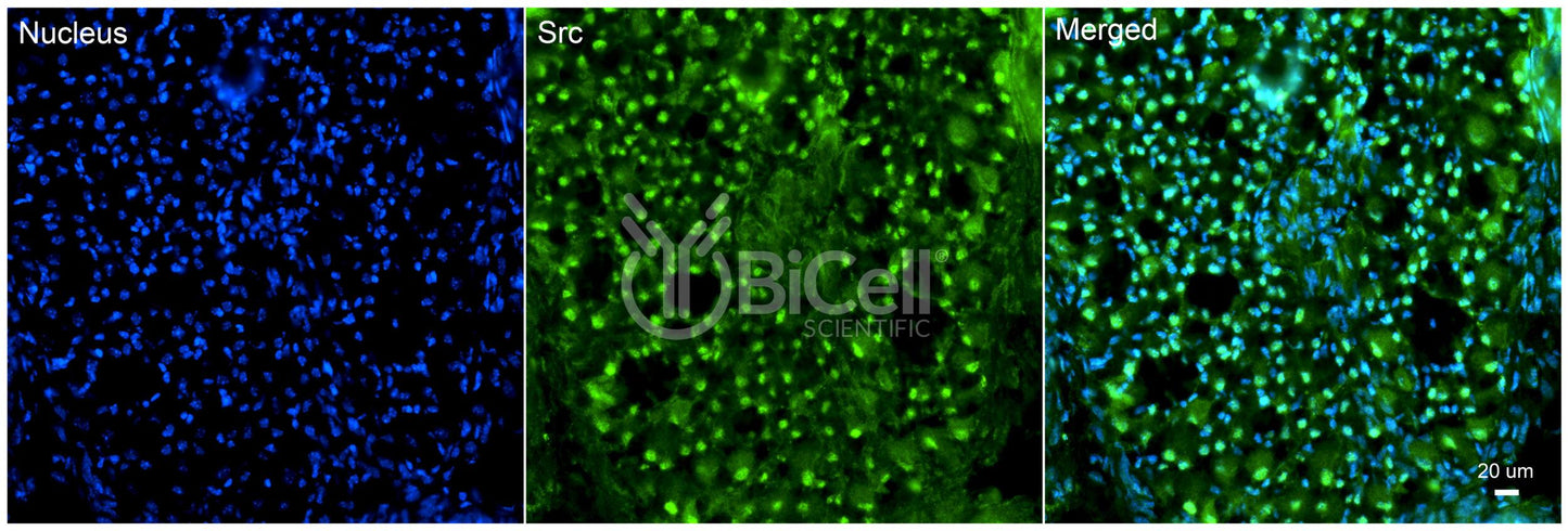 SRC Antibody - Western Blot Validated