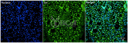 SRC Antibody - FFPE Validated