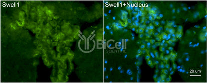 SWELL1 (LRRC8A) Antibody