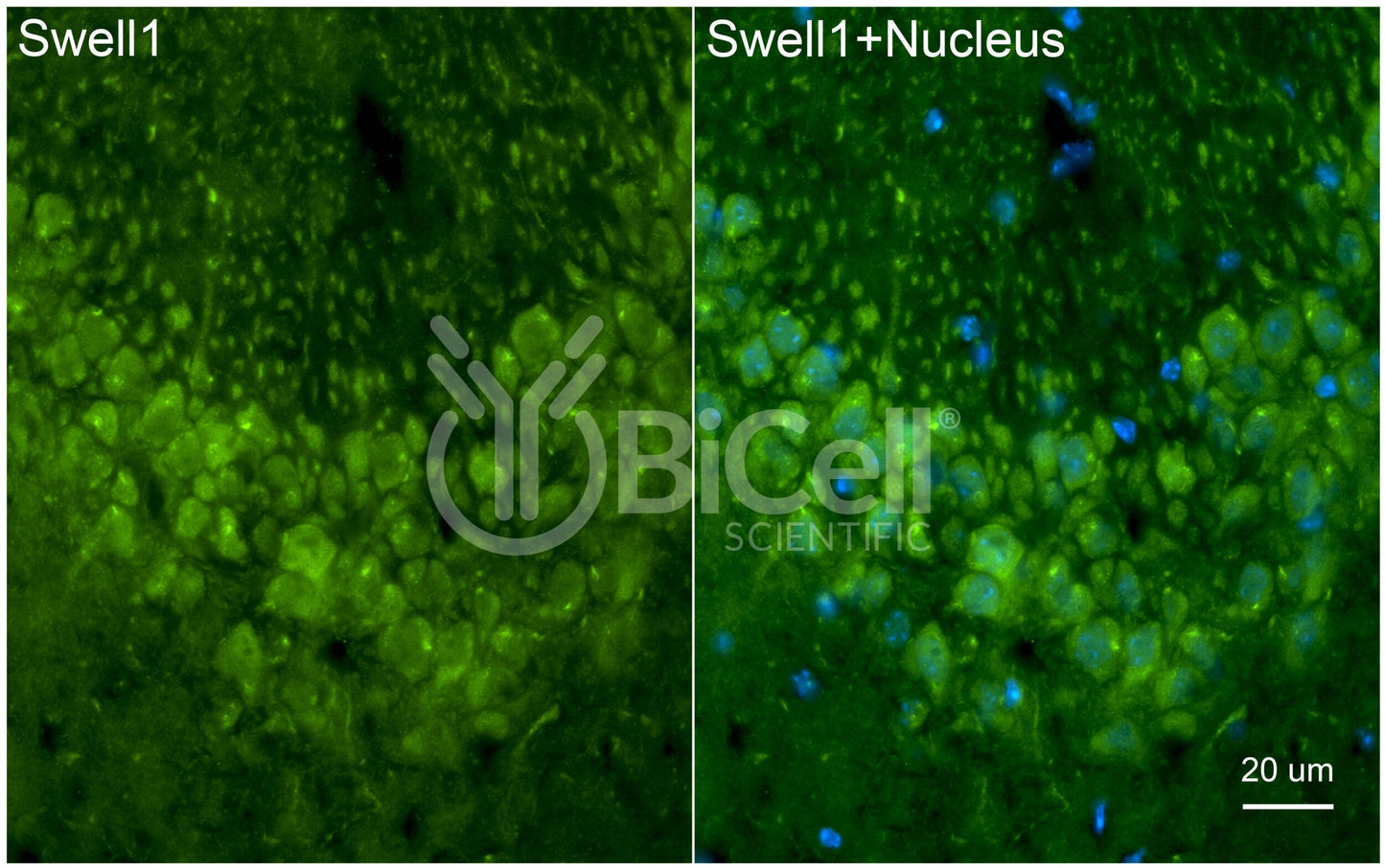 SWELL1 (LRRC8A) Antibody - Western Blot Validated