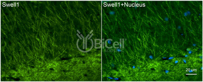 SWELL1 (LRRC8A) Antibody - Western Blot Validated