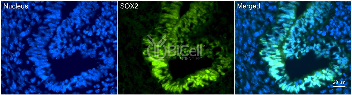 SOX2 Antibody - Western Blot Validated
