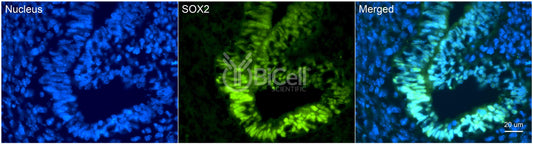 SOX2 Antibody - Western Blot Validated