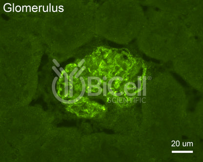 Synaptopodin (SYNPO) Antibody