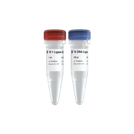 T4 DNA Ligase
