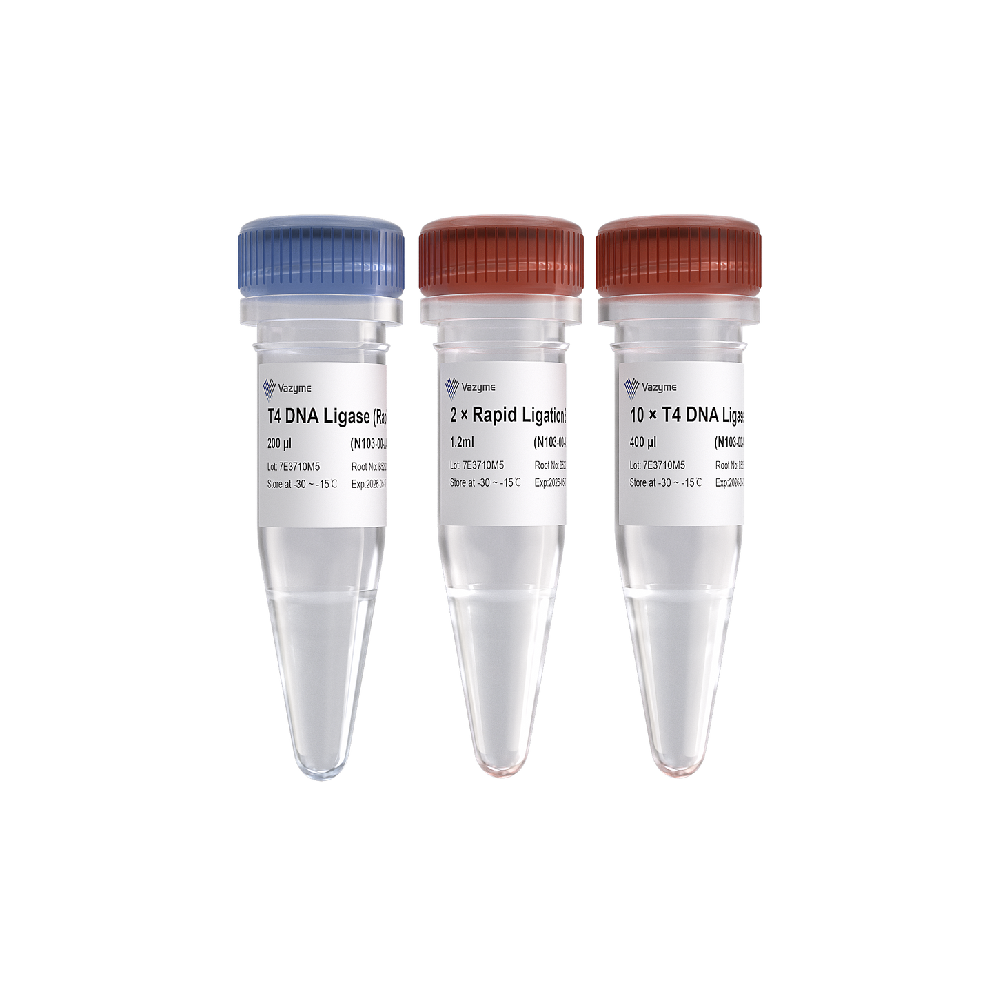 T4 DNA Ligase