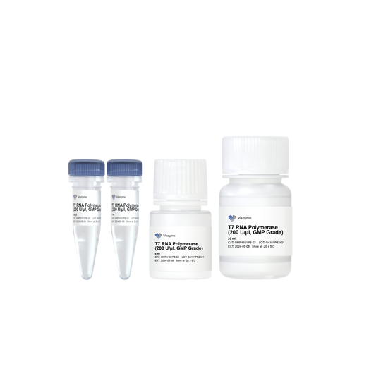 T7 RNA Polymerase (200 U/μl, GMP Grade)