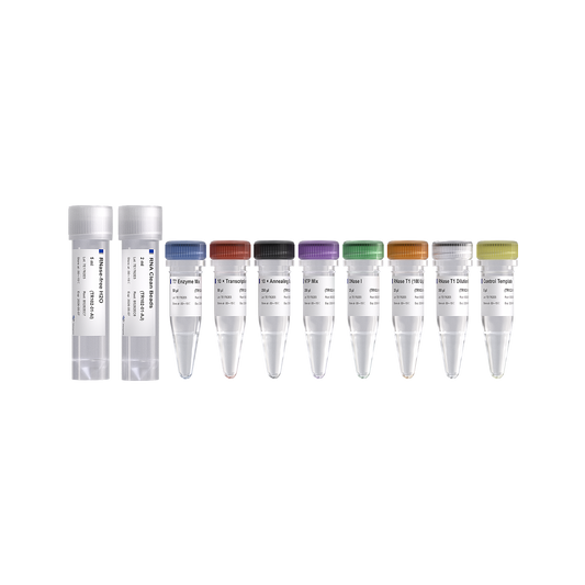 T7 RNAi Transcription Kit