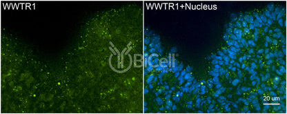 WWTR1 (TAZ) Antibody - Western Blot Validated