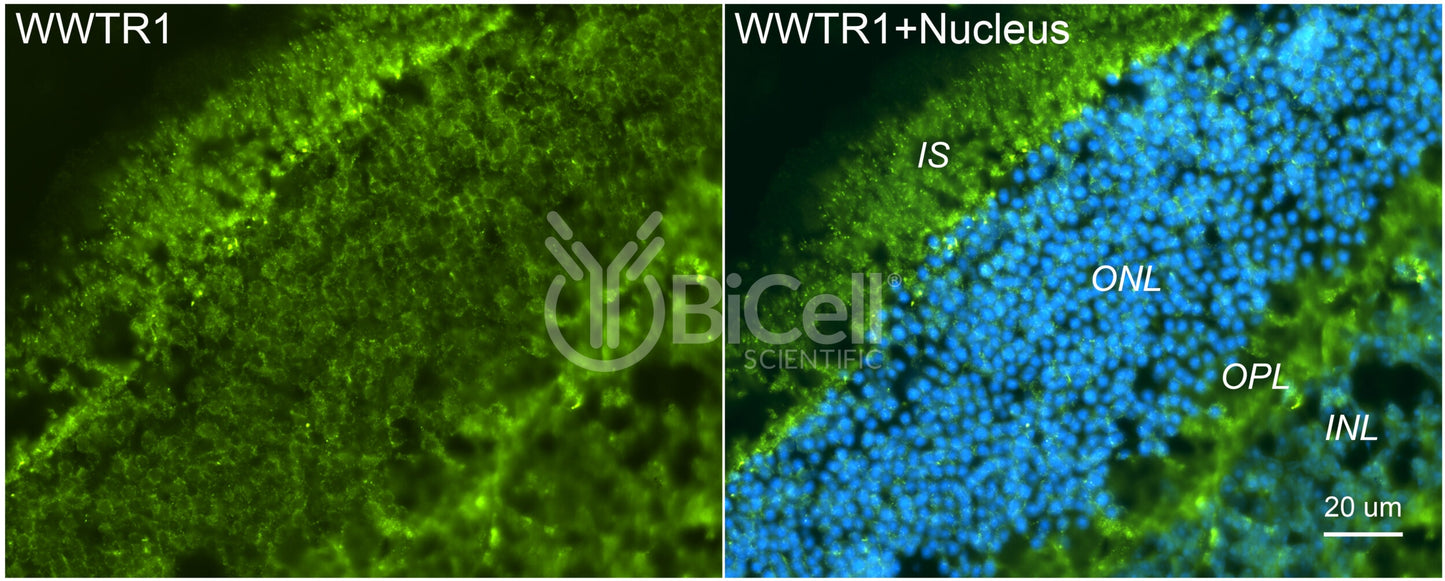 WWTR1 (TAZ) Antibody - Western Blot Validated
