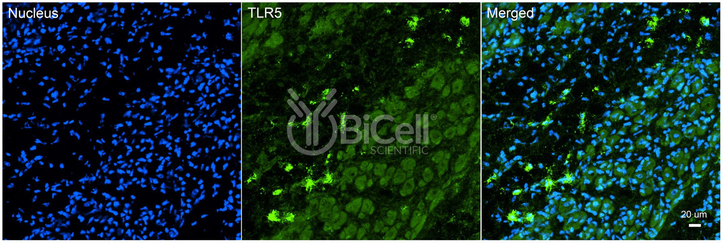 Toll-like receptor 5 (TLR5 or CD285) Antibody