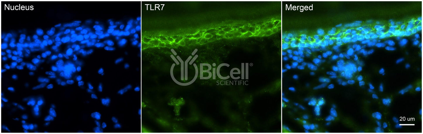 Toll-like receptor 7 (TLR7 or CD287) Antibody