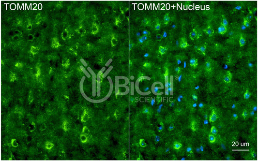 TOMM20 (MAS20) Antibody
